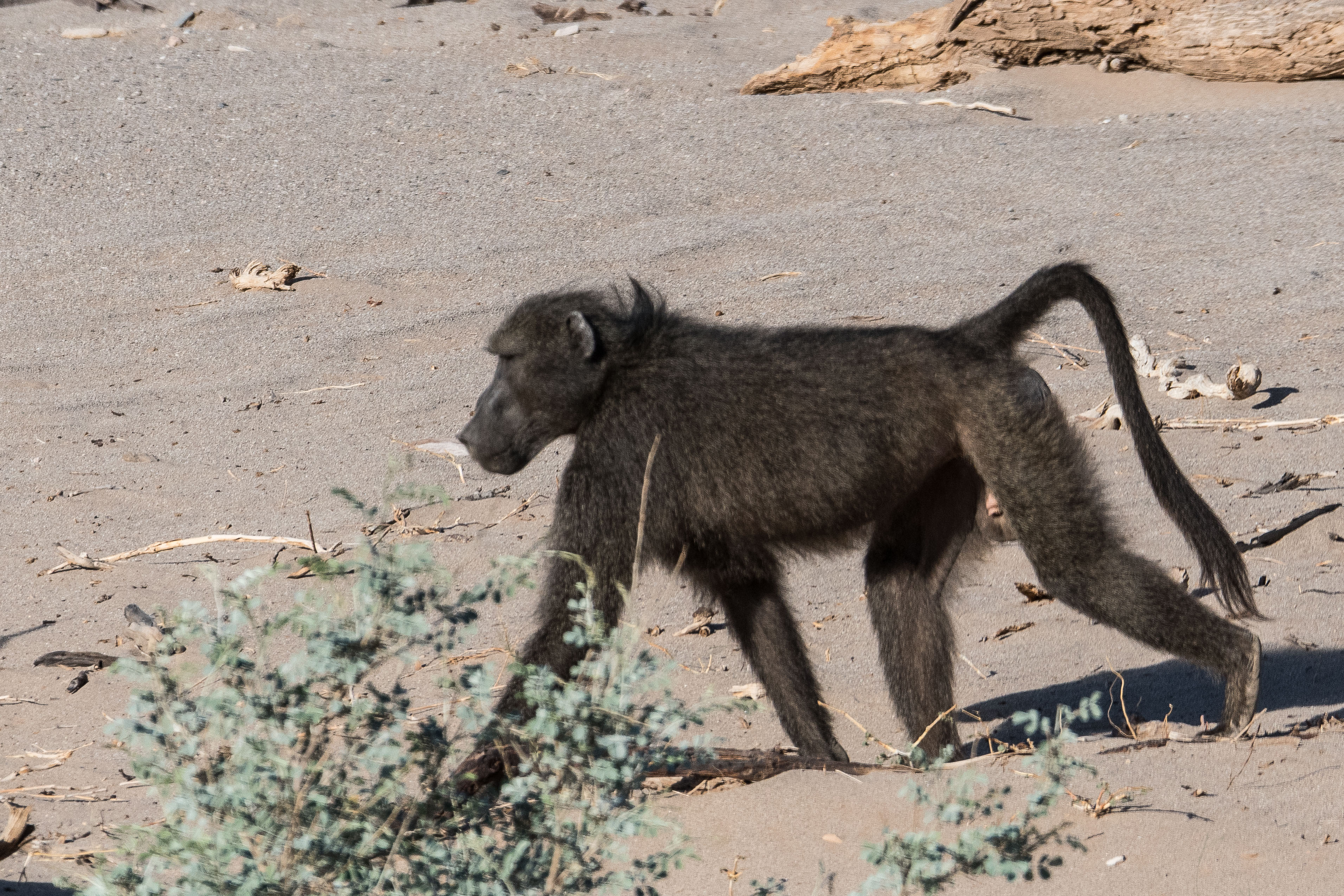 Chacma (Chacma baboon , Papio ursinus), jeune mäle adulte, Vallée de l'Hoanib, Kaokoland, Namibie. 